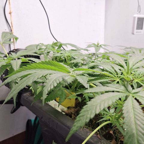 Lolitta 58-62 growlog timeline photo