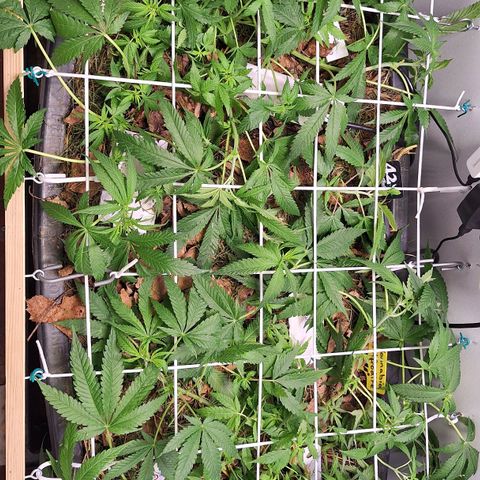 Madame Marmelade 58-62 growlog timeline photo