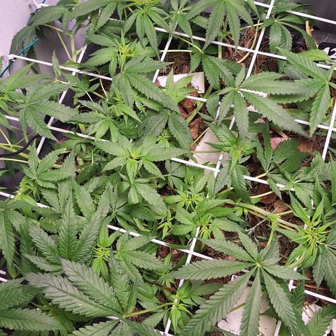 Madame Marmelade 58-62 growlog timeline photo
