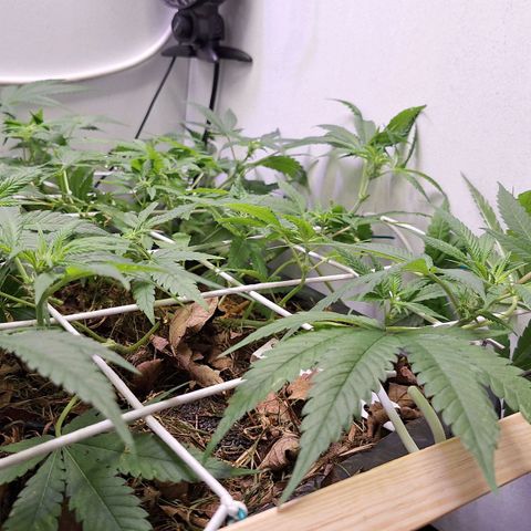 Madame Marmelade 58-62 growlog timeline photo