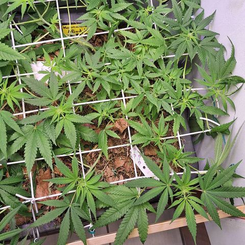 Madame Marmelade 58-62 growlog timeline photo