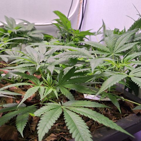 Madame Marmelade 58-62 growlog timeline photo