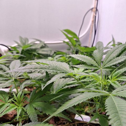 Madame Marmelade 58-62 growlog timeline photo