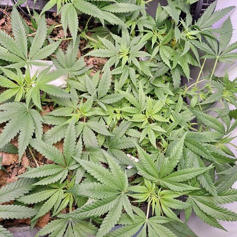 Madame Marmelade 58-62 growlog timeline photo