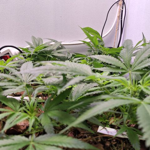 Madame Marmelade 58-62 growlog timeline photo