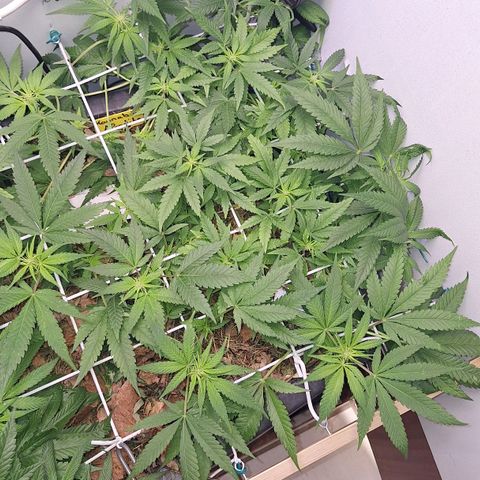Madame Marmelade 58-62 growlog timeline photo