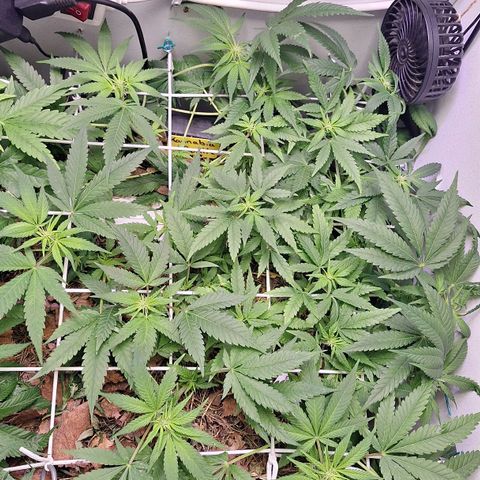 Madame Marmelade 58-62 growlog timeline photo