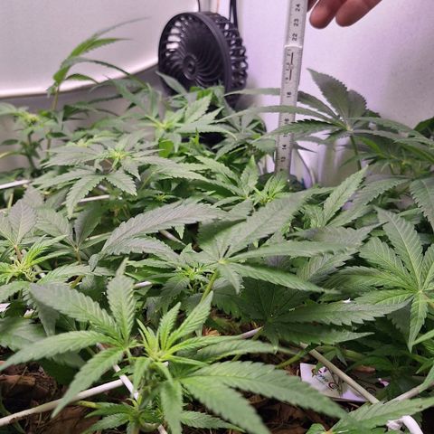 Madame Marmelade 58-62 growlog timeline photo