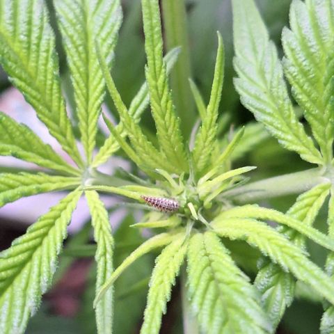 Lolitta 58-62 growlog timeline photo