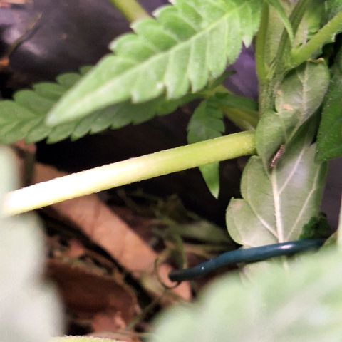 Lolitta 58-62 growlog timeline photo
