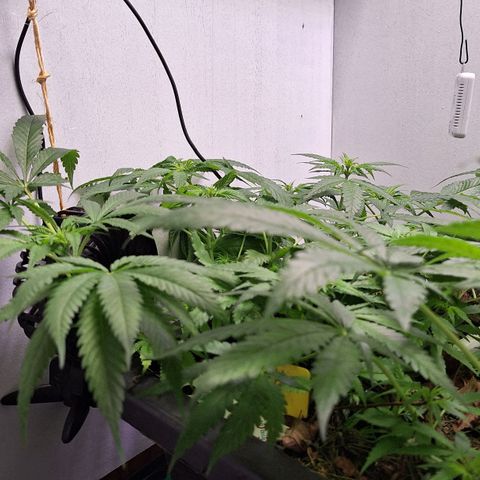 Lolitta 58-62 growlog timeline photo