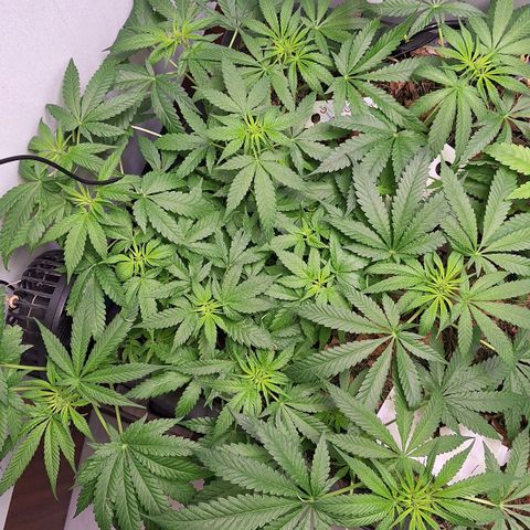 Lolitta 58-62 growlog timeline photo