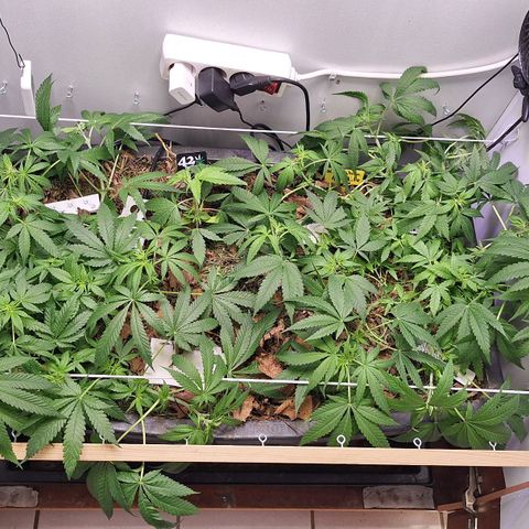 Lolitta 58-62 growlog timeline photo