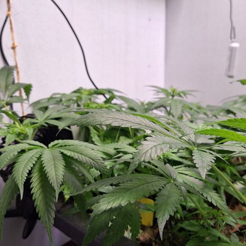 Lolitta 58-62 growlog timeline photo
