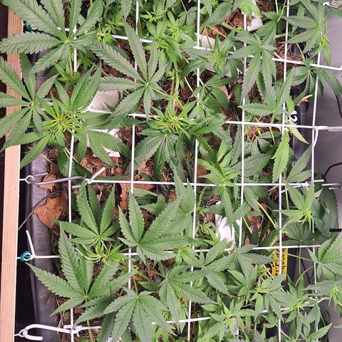Lolitta 58-62 growlog timeline photo