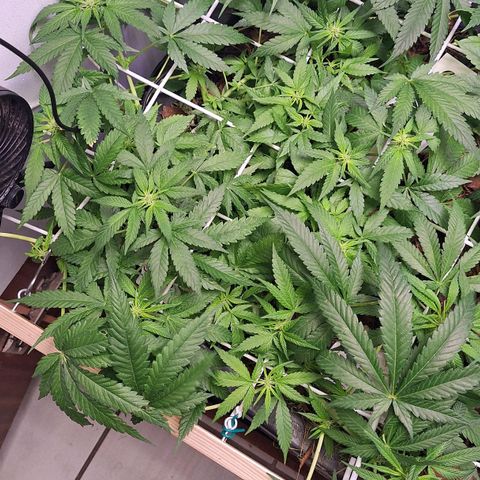 Lolitta 58-62 growlog timeline photo