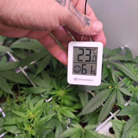Lolitta 58-62 growlog timeline photo