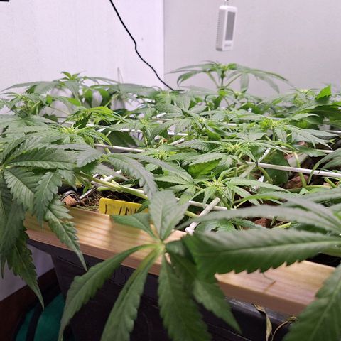 Lolitta 58-62 growlog timeline photo