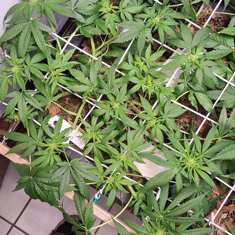Lolitta 58-62 growlog timeline photo
