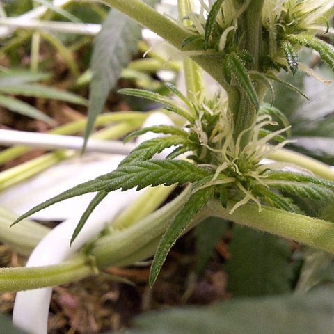 Lolitta 58-62 growlog timeline photo