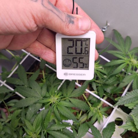 Lolitta 58-62 growlog timeline photo