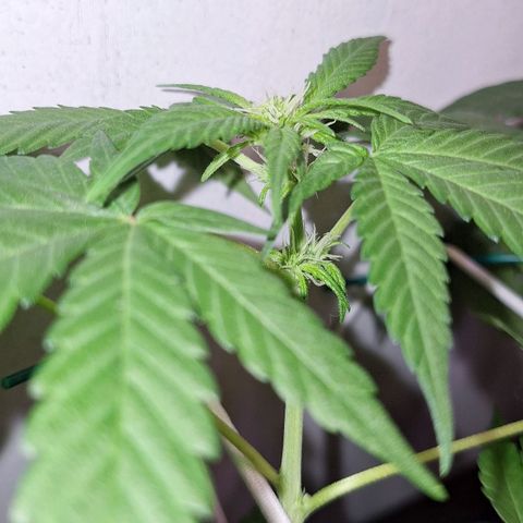 Lolitta 58-62 growlog timeline photo