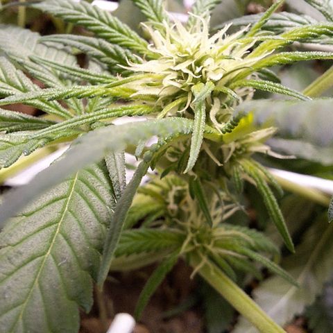 Lolitta 58-62 growlog timeline photo