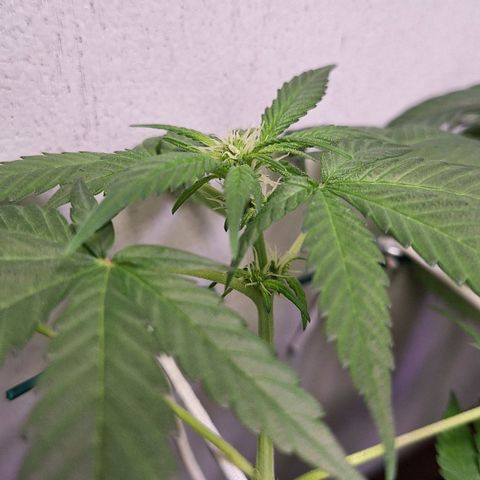 Lolitta 58-62 growlog timeline photo