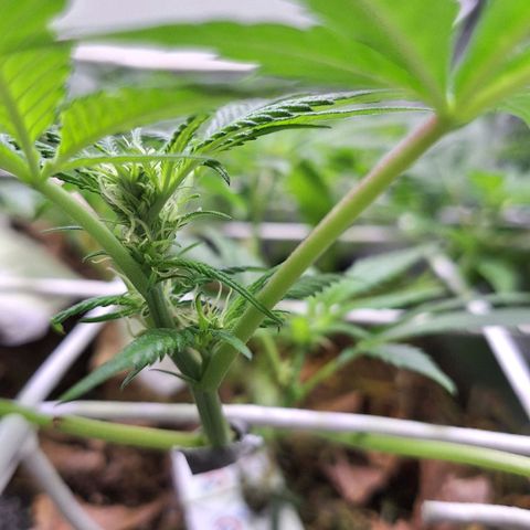 Madame Marmelade 58-62 growlog timeline photo