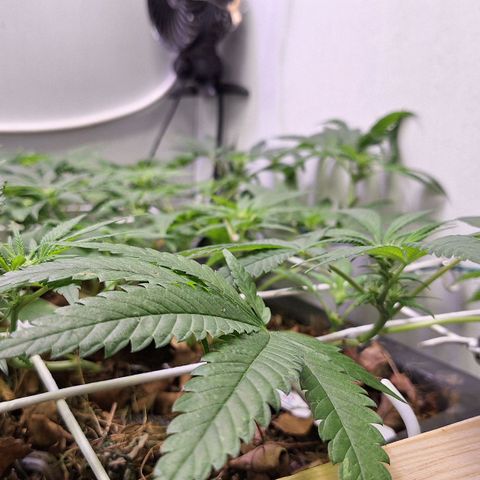 Madame Marmelade 58-62 growlog timeline photo