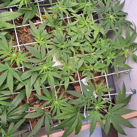 Madame Marmelade 58-62 growlog timeline photo