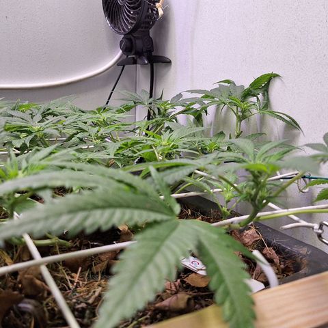Madame Marmelade 58-62 growlog timeline photo
