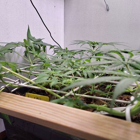 Lolitta 58-62 growlog timeline photo