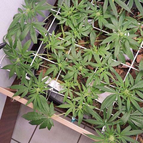 Lolitta 58-62 growlog timeline photo