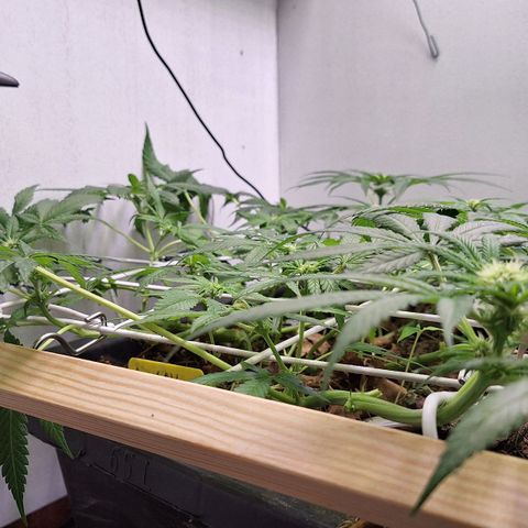 Lolitta 58-62 growlog timeline photo