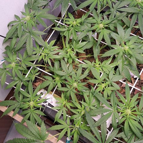 Lolitta 58-62 growlog timeline photo