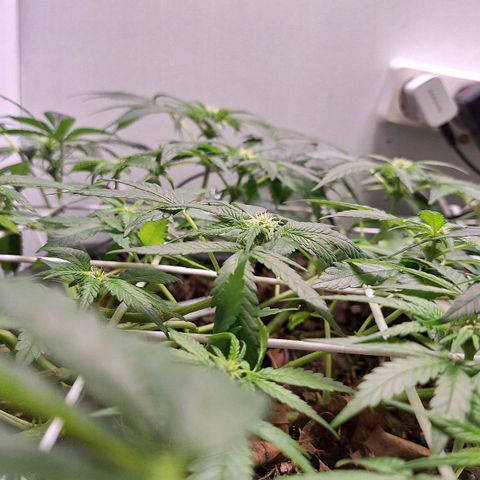 Lolitta 58-62 growlog timeline photo