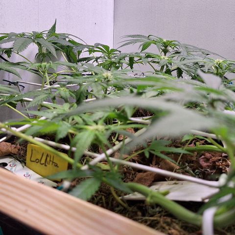 Lolitta 58-62 growlog timeline photo