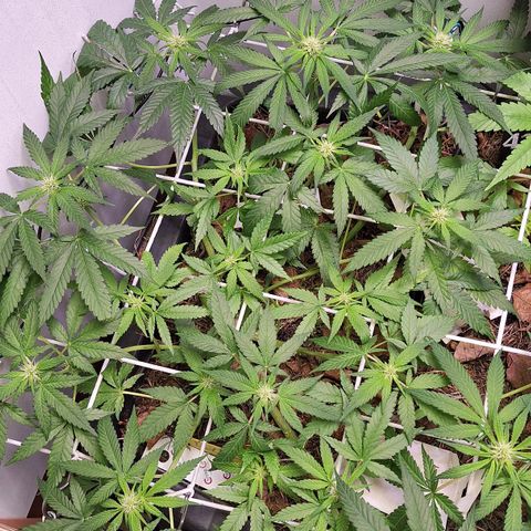 Lolitta 58-62 growlog timeline photo