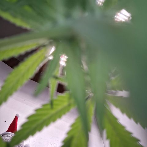 Lolitta 58-62 growlog timeline photo