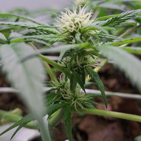 Lolitta 58-62 growlog timeline photo