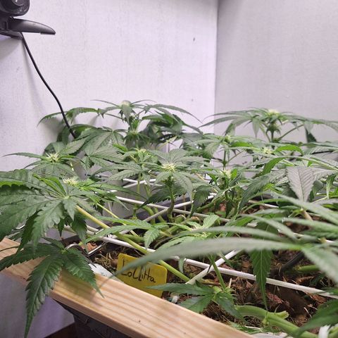 Lolitta 58-62 growlog timeline photo