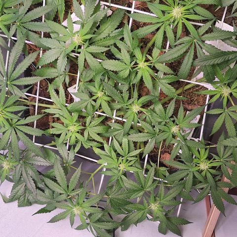 Lolitta 58-62 growlog timeline photo