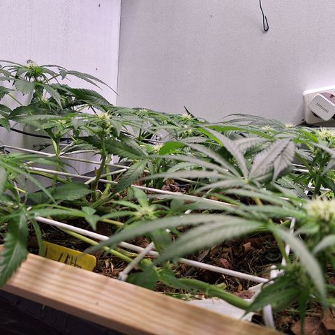 Lolitta 58-62 growlog timeline photo