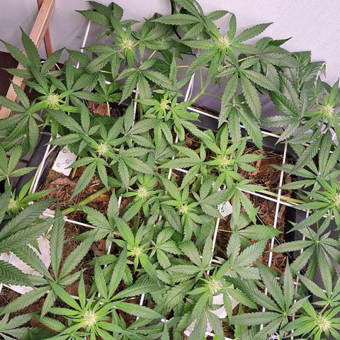Lolitta 58-62 growlog timeline photo