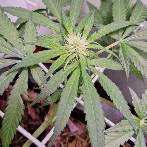 Lolitta 58-62 growlog timeline photo