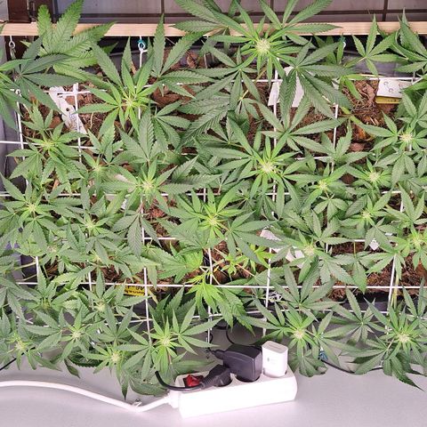 Lolitta 58-62 growlog timeline photo