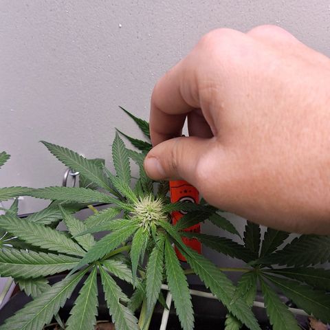 Lolitta 58-62 growlog timeline photo