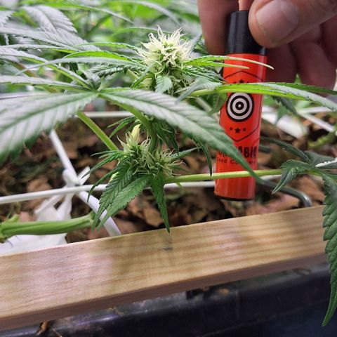 Lolitta 58-62 growlog timeline photo