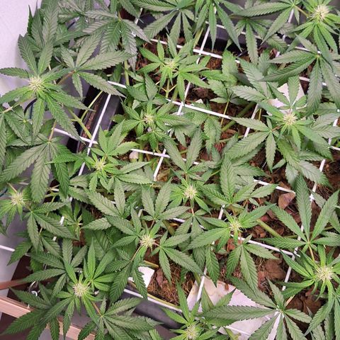 Lolitta 58-62 growlog timeline photo